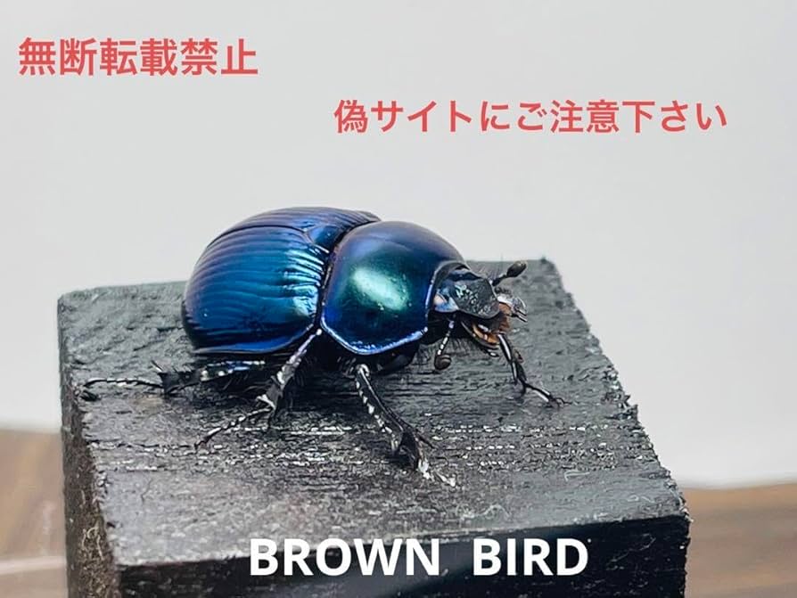 Amazon | ルリセンチコガネ 立体標本 ライブ標本 甲虫 蝶 昆虫